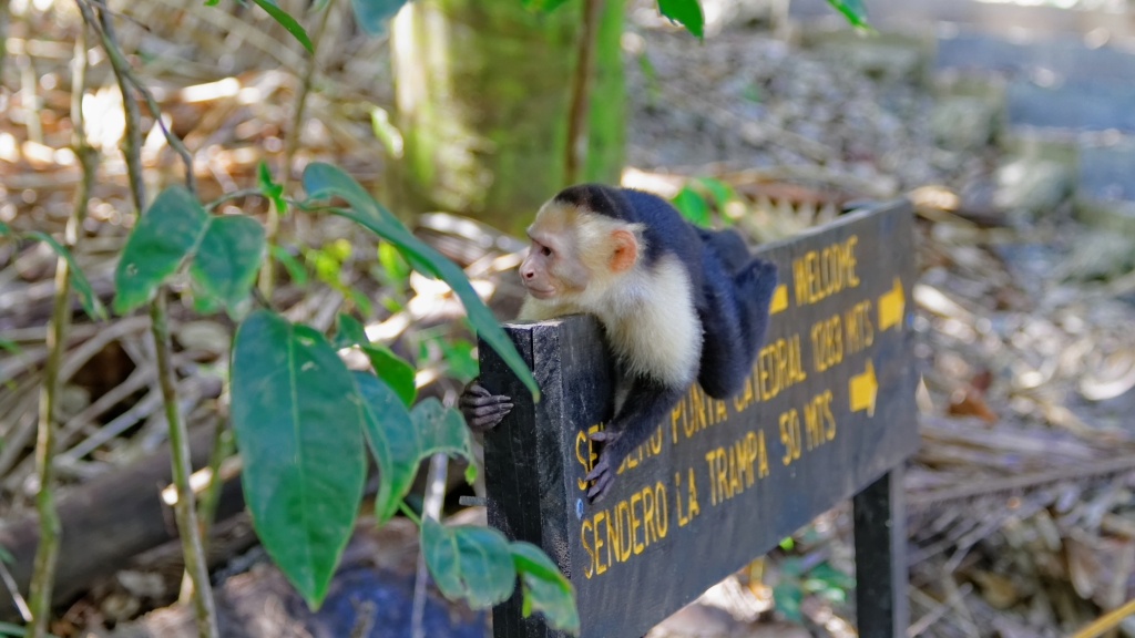 08 - Manuel Antonio NP (08) Singe Capucin.jpg